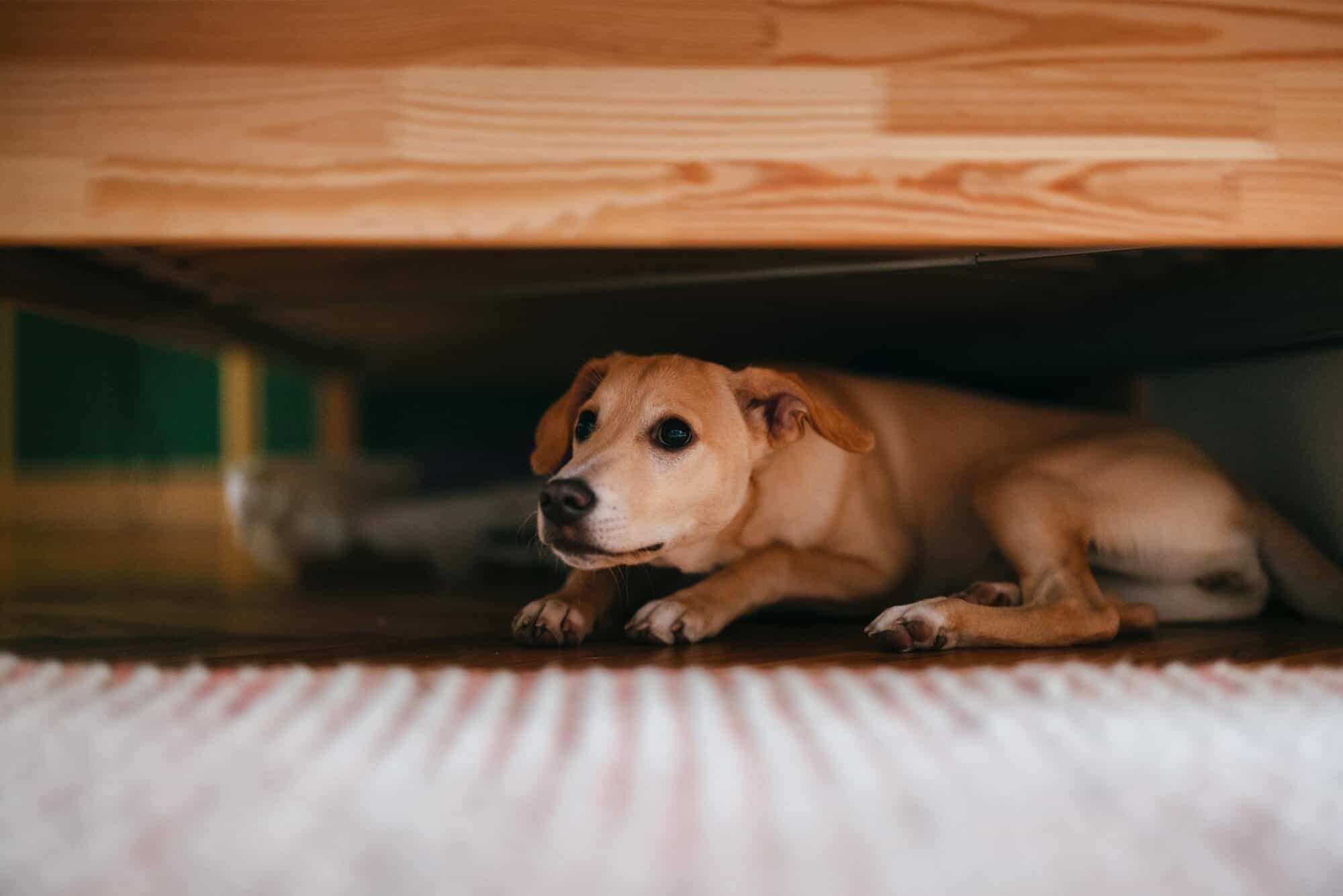 anxious pet.