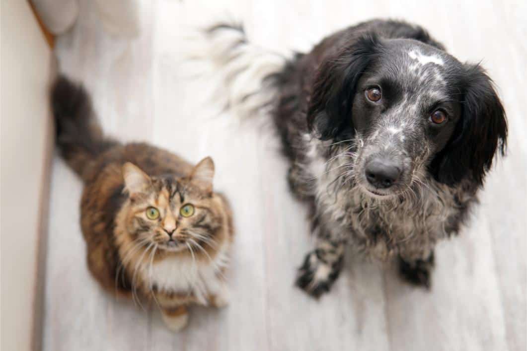 cat and dog staring.