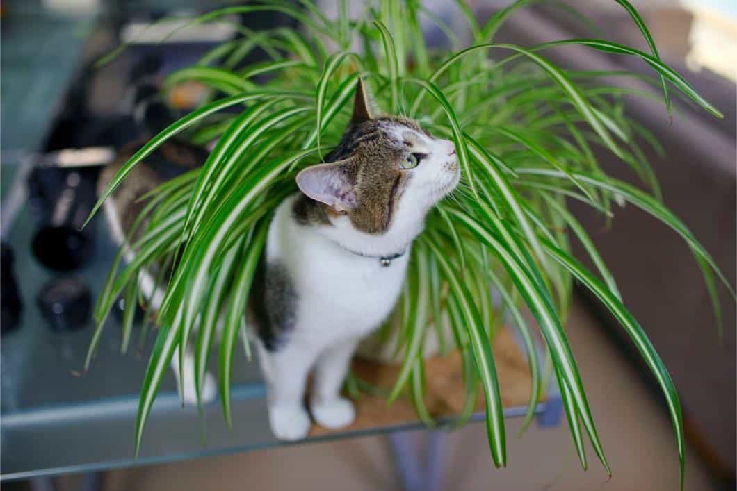 cat next to plant.