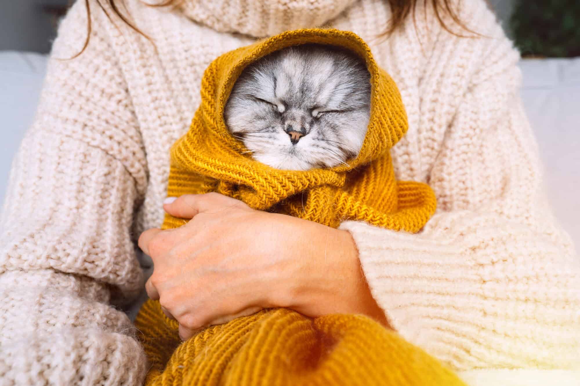 Cat in blanket.