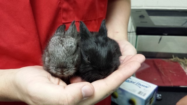 Baby Bunnies